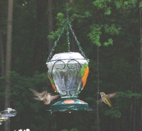 Humming Birds