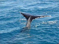 The tail of a humpback whale taken in Harvey Bay.