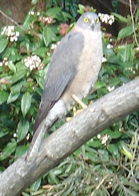 This grey goshawk chased a crested pigeon into our yard.  The pigeon remained hidden until the goshawk left