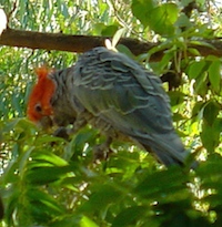 A gang gang feeding in our pistachio tree.  They are tidy eaters.  The sulphur crested cockatoos tear off small branches and eat the seeds before dropping them.