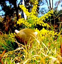 Spring has sprung, The Grass has ris,
I wonder where the boidies is?
Not to mention the wattle