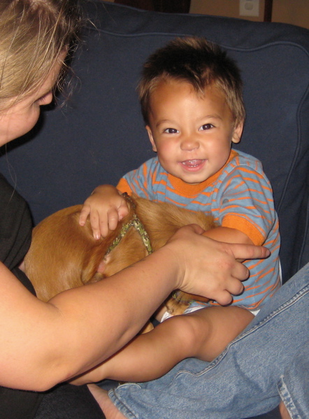 Oh boy little master is home.  When you're a chihuahua, the toddler's the only one you can jump up and lick his face!  Everyone else you're lucky just to get to their knees.