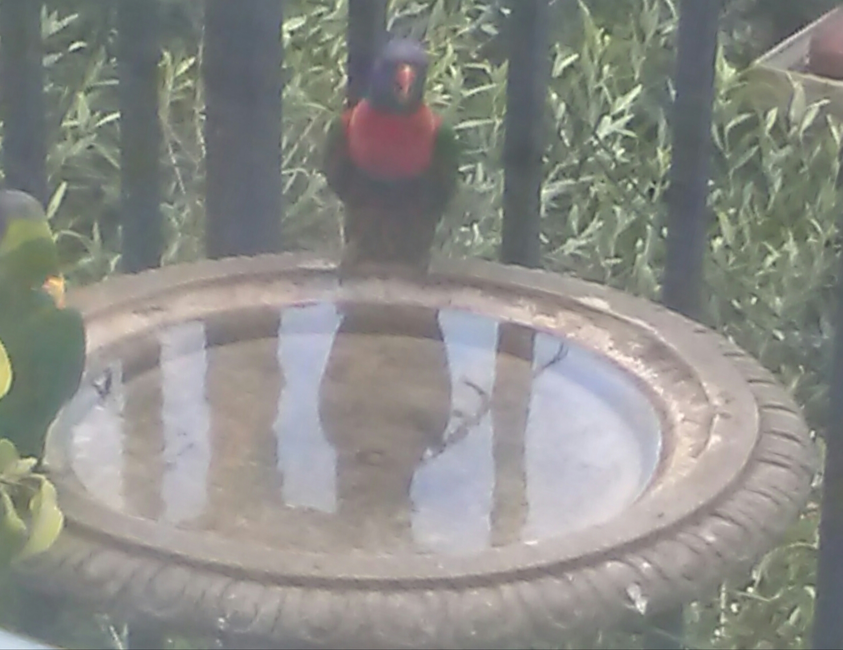 These are a couple of Rainbow Lorikeets taking a very long rest, 2-3 hours, on my bird bath on Sydney's hottest day - it was 46 deg c on my balcony - inner west Sydney.