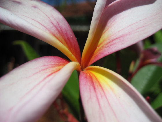 Pink Frangipani Flower from my Garden