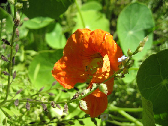 Orange Nasturtium from my Garden