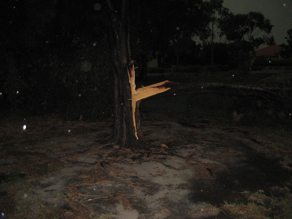 Tree across the road in the Park