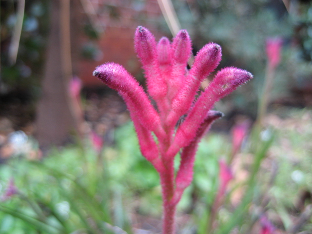 Kangaroo Paw
(Bush Gem Hybrid)