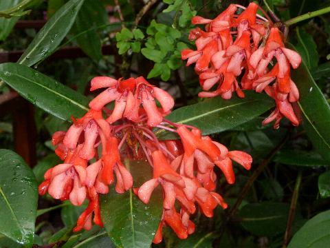 Mt. Kinabalu botanic garden