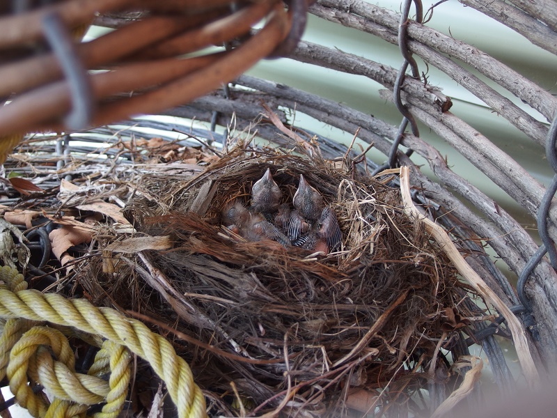 These chicks are in a nest built in a cray pot.  The cray pot is in my garden.