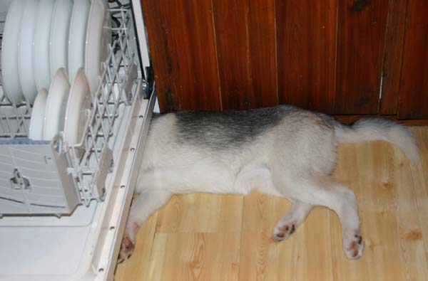 This is why millions of people are afraid of doing the dishes.