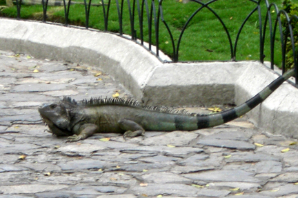 We were walking in a park and came across this guy.