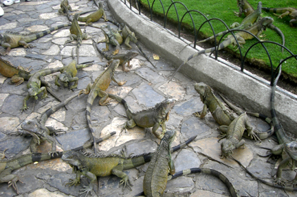 These iguanas are tame and live in the park.