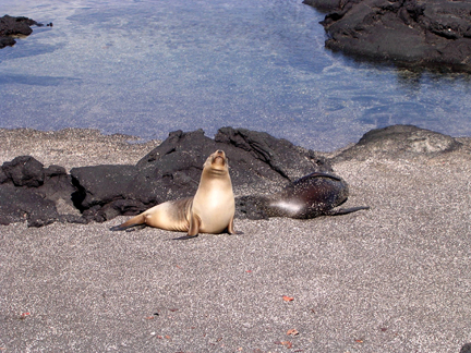 The sea lions were not the least bit camera shy.