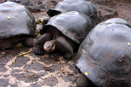 It's meal time at the feeding station.  They all make their way there verrrrry slowly.