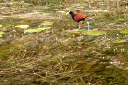 A Jacana. It's also called the JC bird because of it's apparent ability to walk on water. It really walks on the lily pads. 