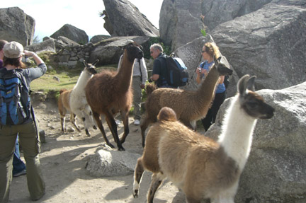 Llamas are used all over Machu Picchu as lawn mowers. They are moved about during the day.