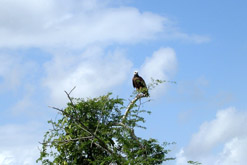 A Black Collared Hawk.