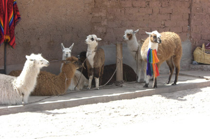 Alpaca rest stop, Cusco