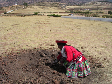 Digging up potatoes baked underground. They were very good!