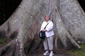 You can get an idea of how huge this Ceiba tree is!