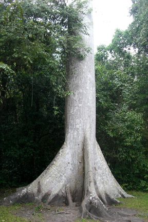 Sacred Ceiba Tree.