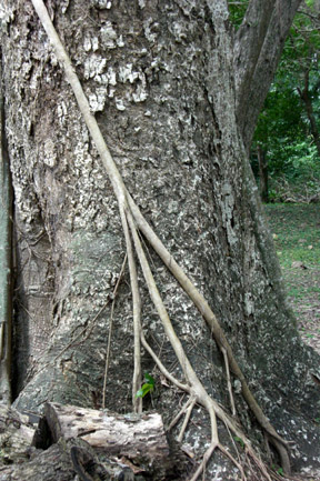 A "strangling fig vine". They are on many trees in the jungle. 