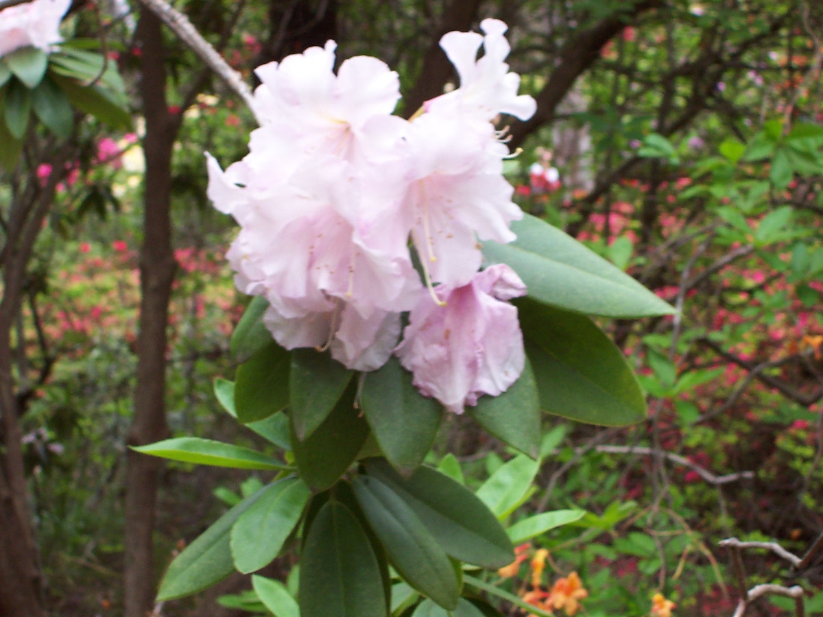 In the gardens