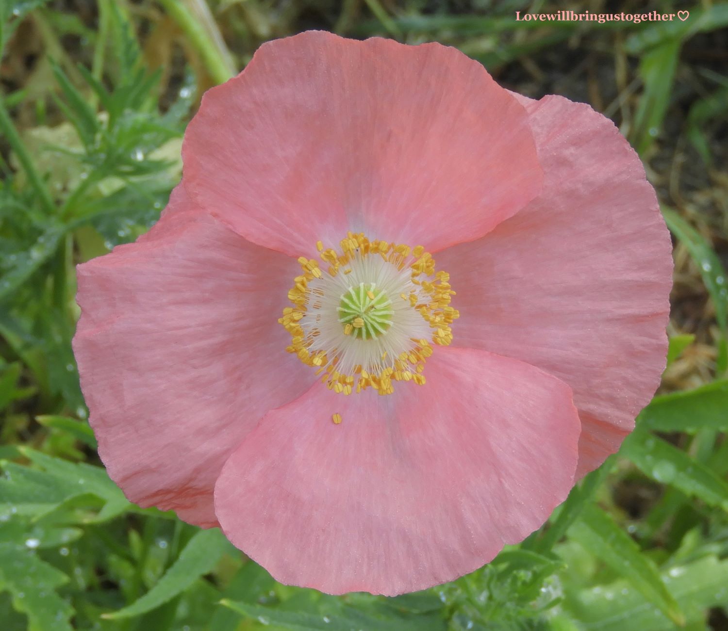 My Red Poppies began to modify each new season...