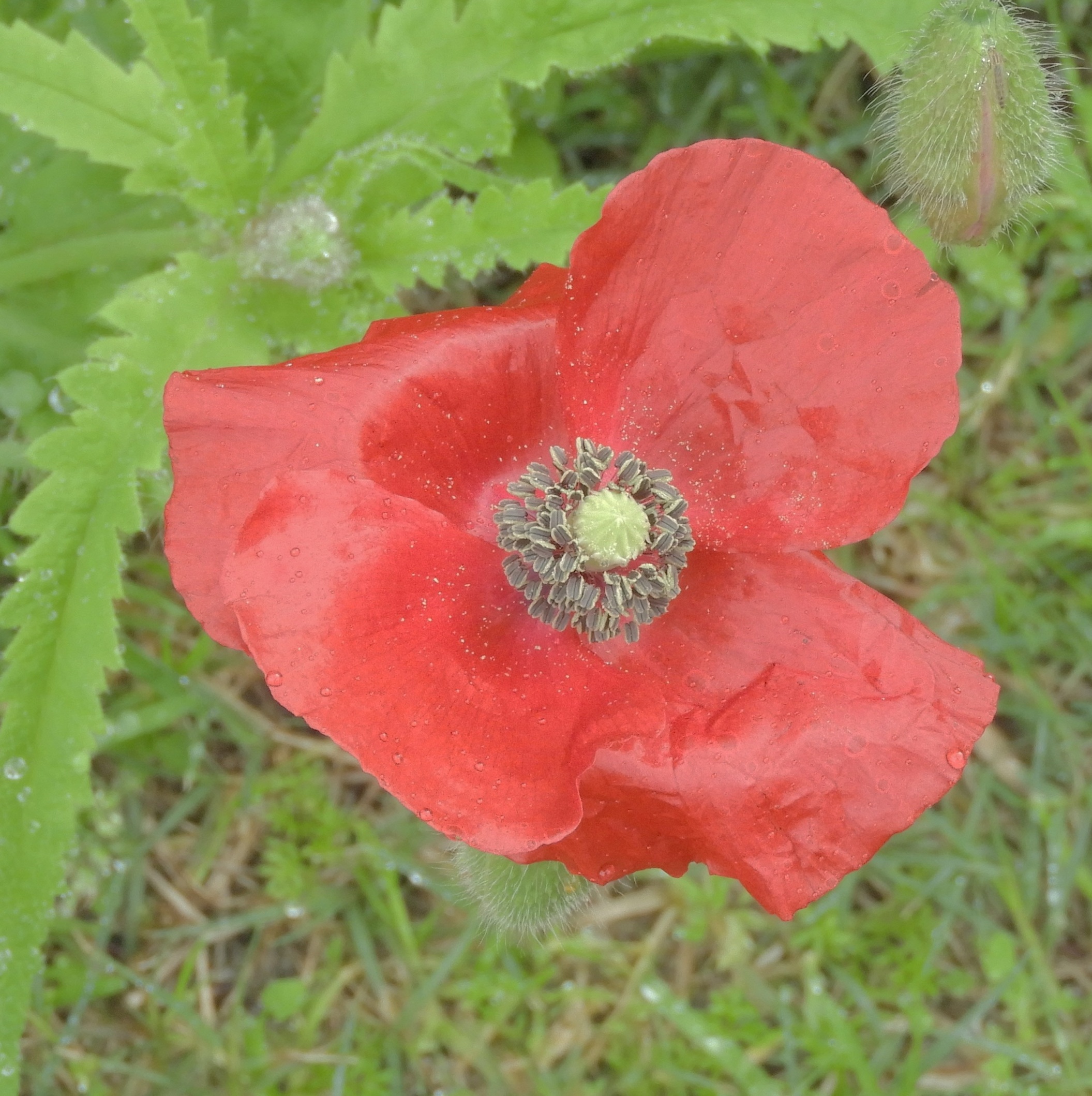 Basic Red Poppy - the type of poppies I started with in my garden... but things changed.