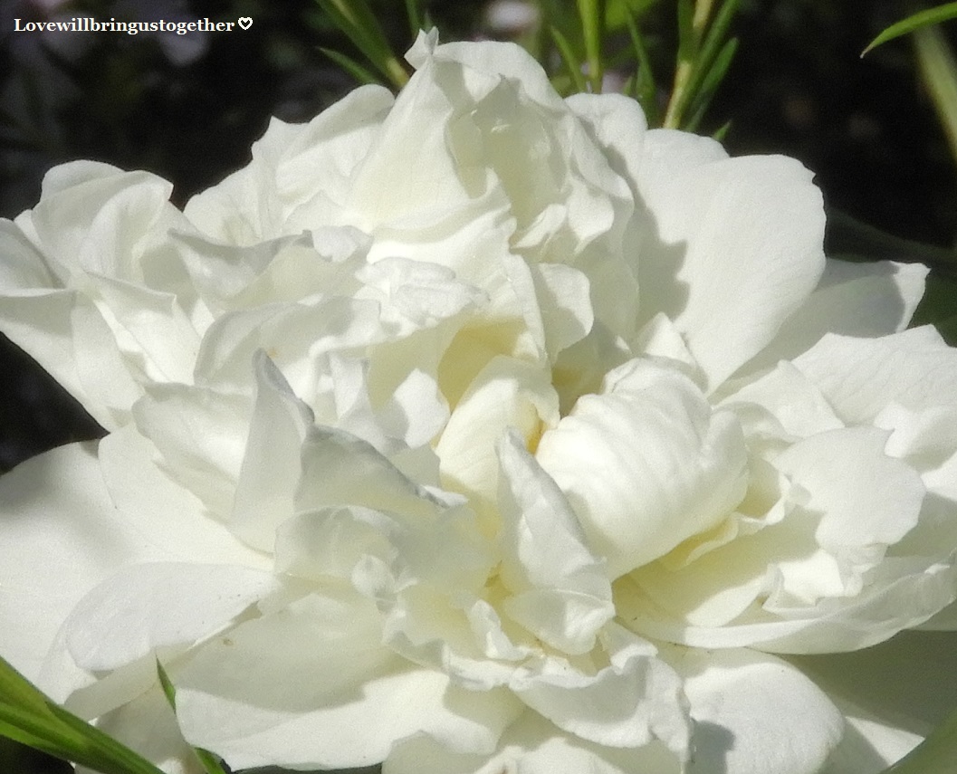 Beautiful white flowering climbing rose from my garden.