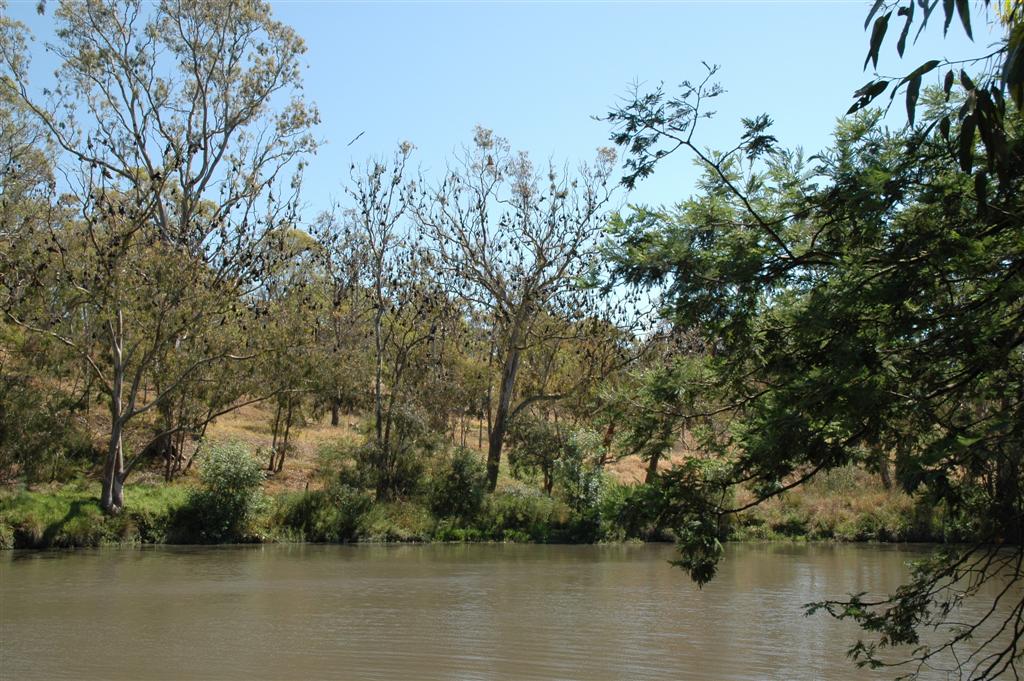 All those black dots in the trees on the other side of the river are Flying Foxes.